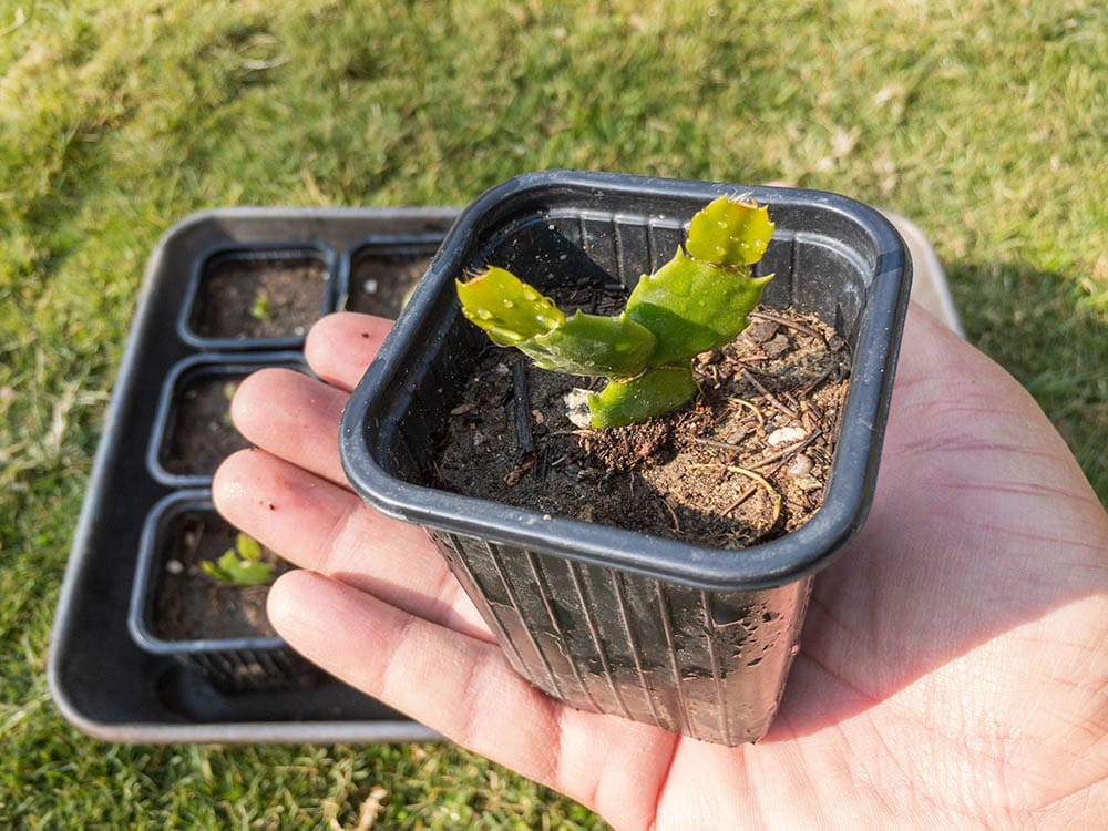 propagated Christmas cactus plant