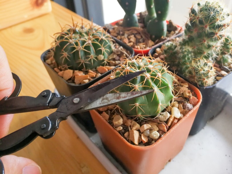 pruning cactus