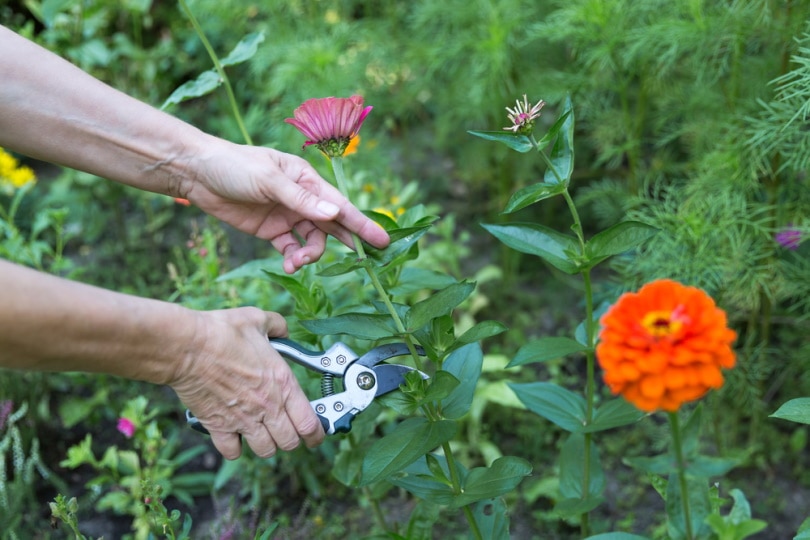 pruning zinnia flower
