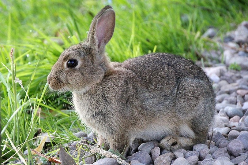 rabbit on a landscaped lawn