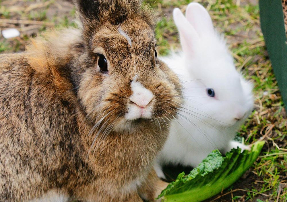 rabbits eating plant from garden
