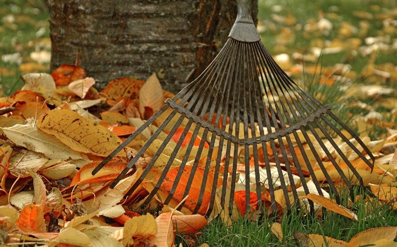 raking leaves