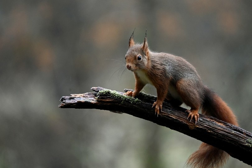 red squirrel on branch