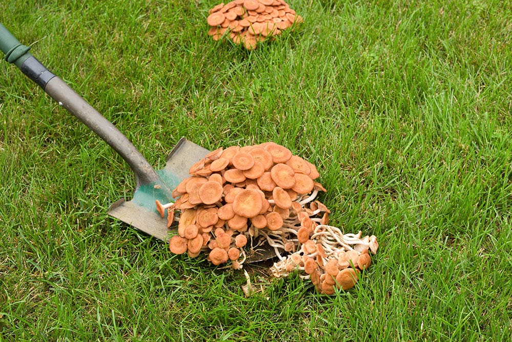 removing mushrooms in the lawn using shovel