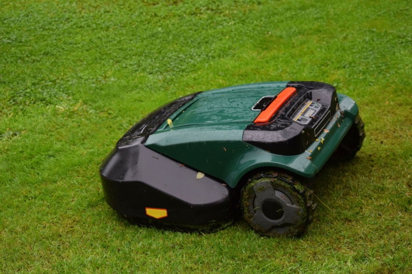 robot lawn mower in the garden