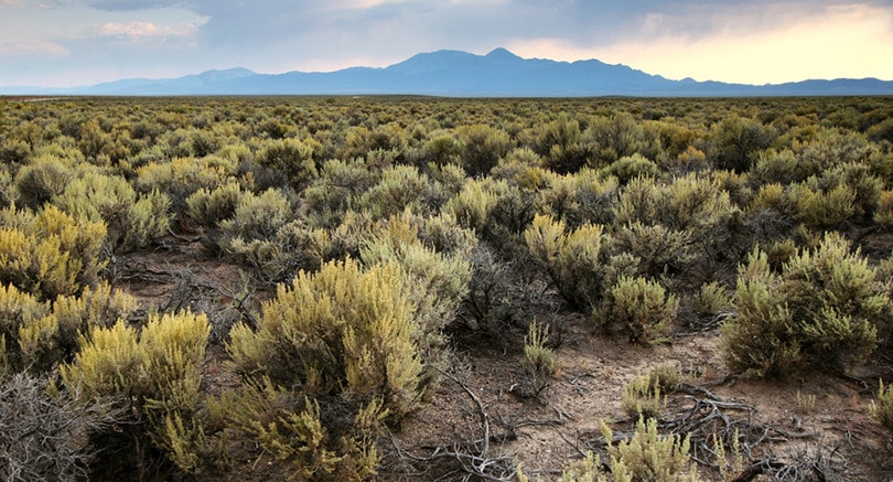 sagebrush