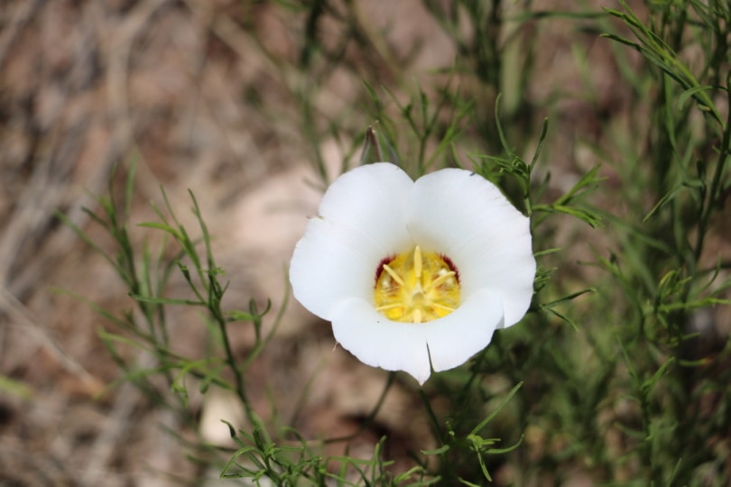 sego lily flower
