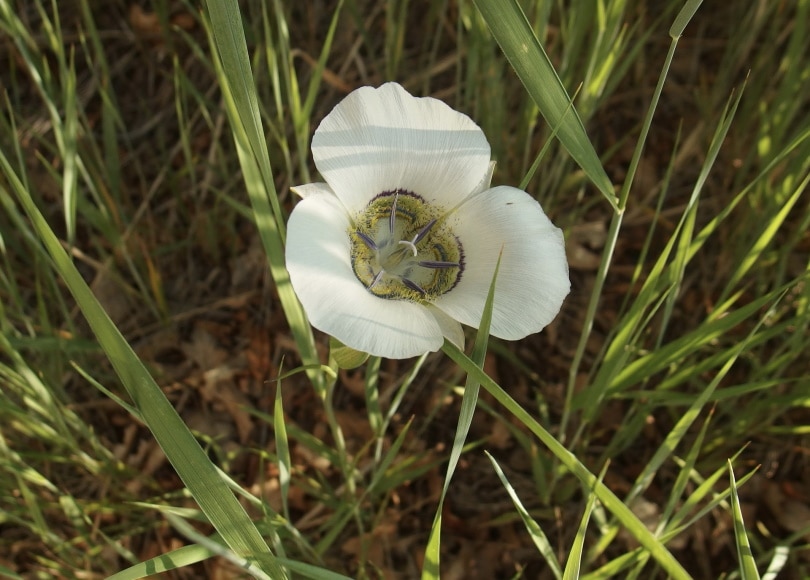 sego lily flower