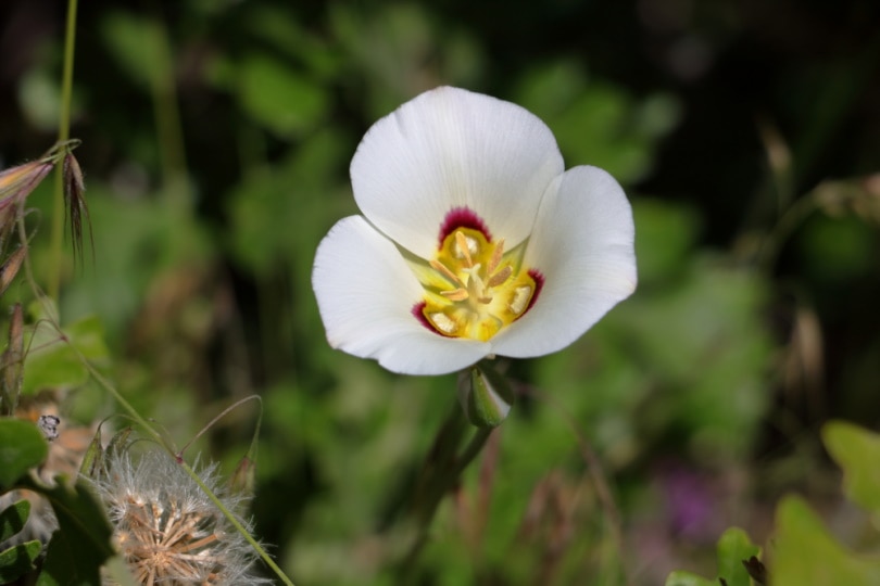 sego lily