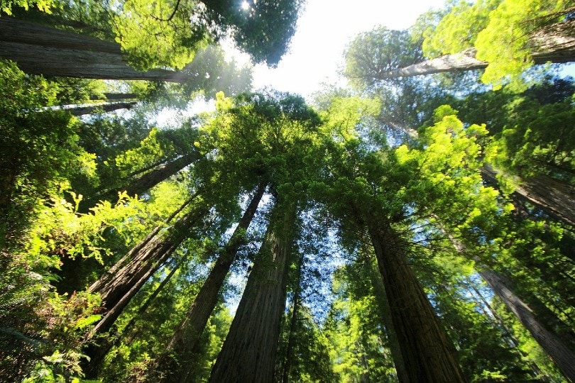 sequioa redwood trees