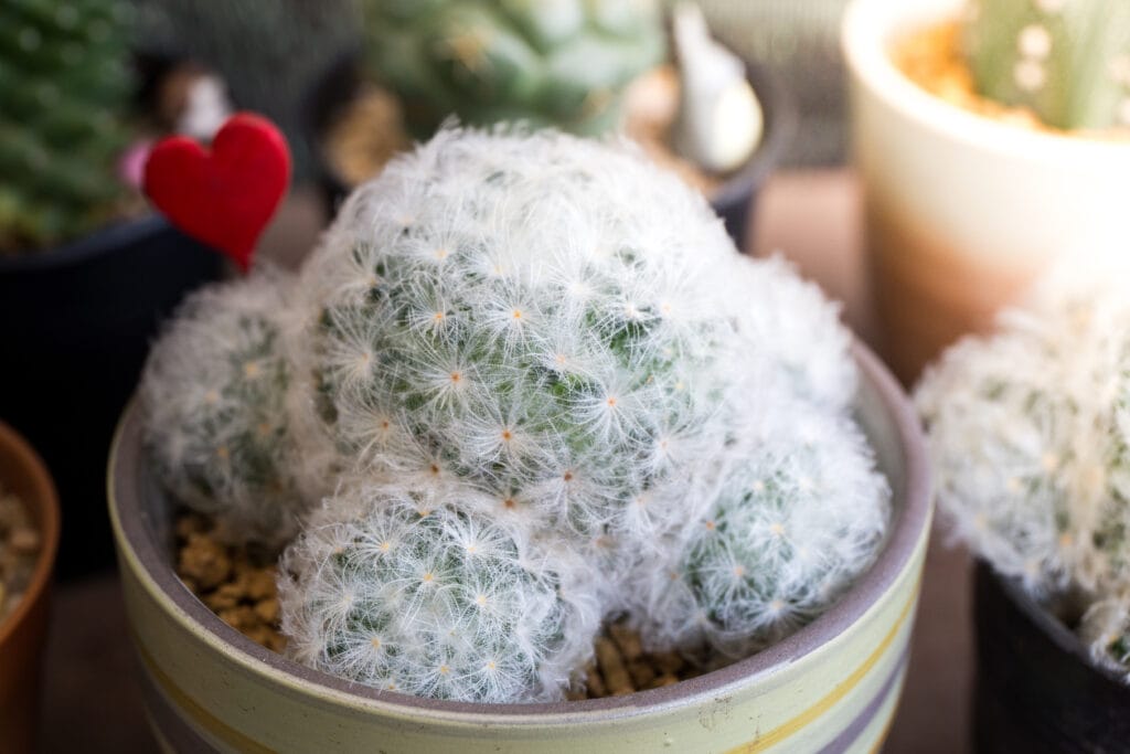 Feather Cactus_Sittipong Sirichamnan_Shutterstock