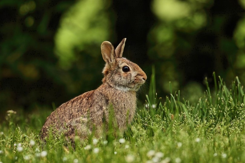 side profile of a rabbit on grass