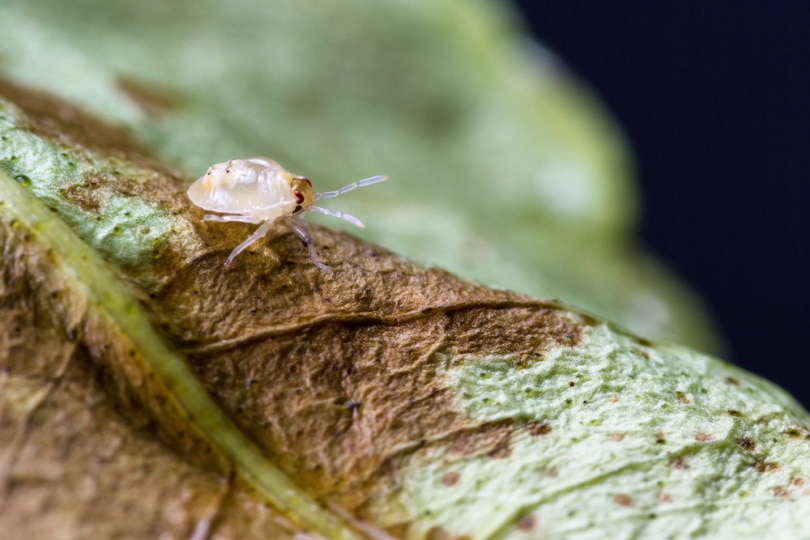 spider mite on dying leaf