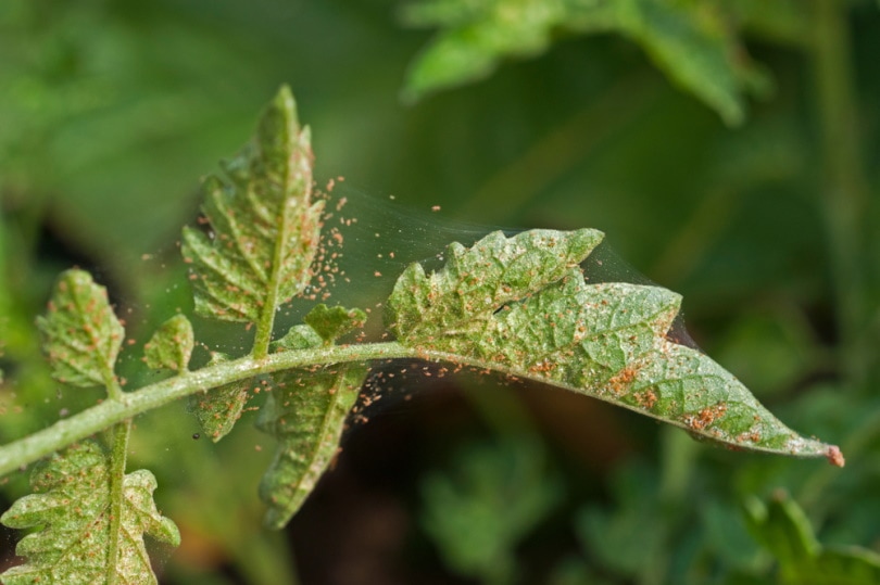 spider mites on tomato crop