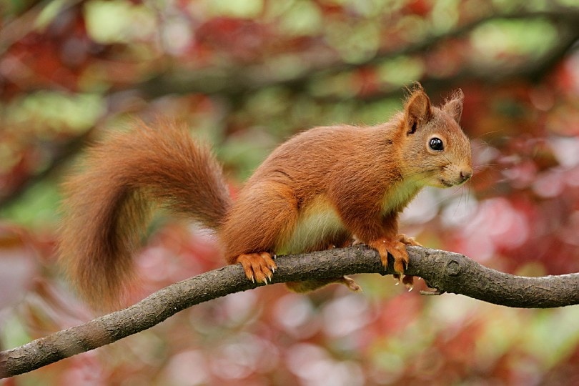 squirrel crawling on a branch
