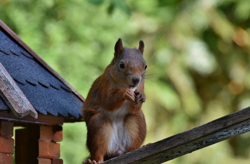 squirrel eating on a bird house