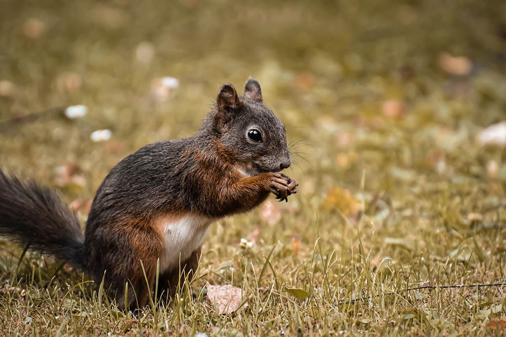 squirrel on the ground