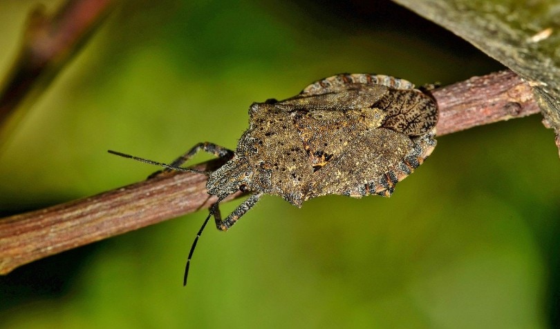 stink bug on a branch