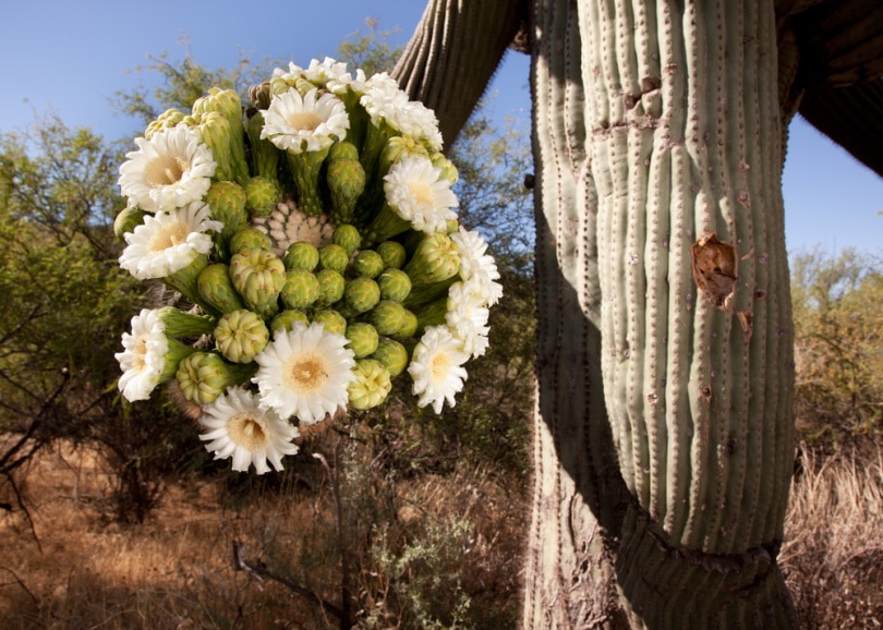 suguaro cactus blossom