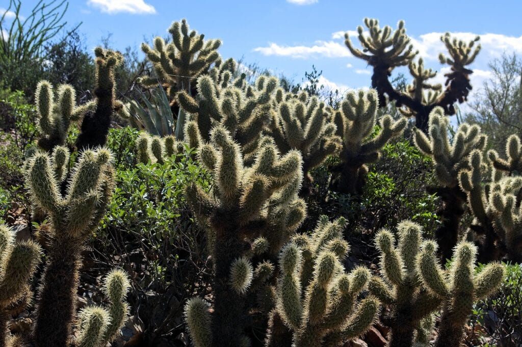 teddy bear cholla