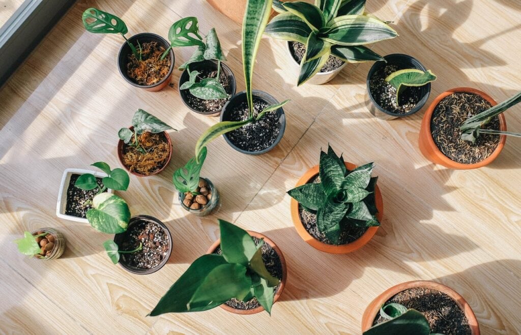 variety of green leafy plants