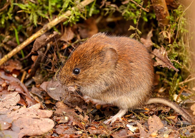 vole eating