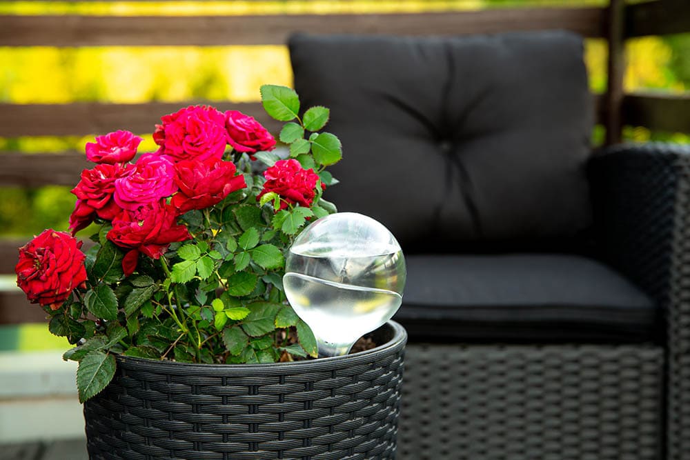 watering globe on a potted rose