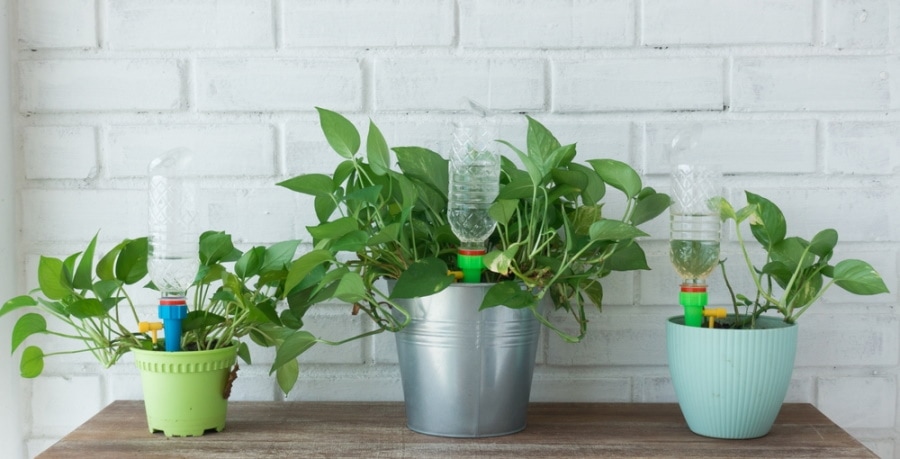 watering plants using plastic bottle