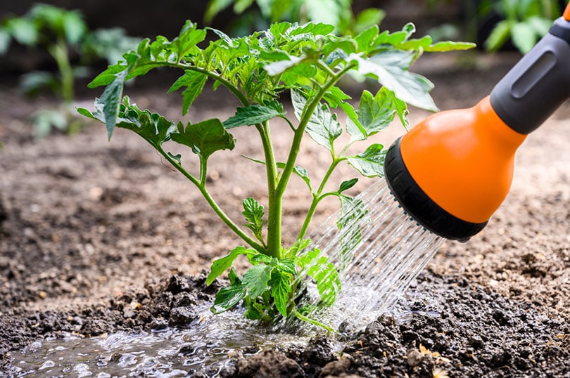 watering seedling tomato plant