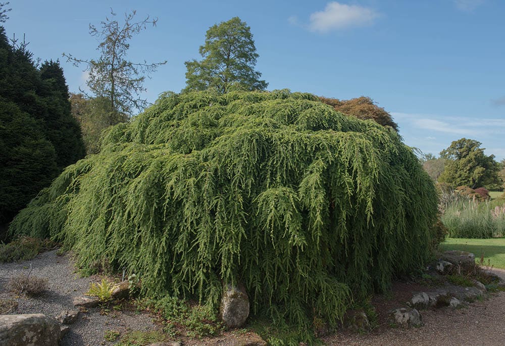 Weeping Eastern Hemlock Tree