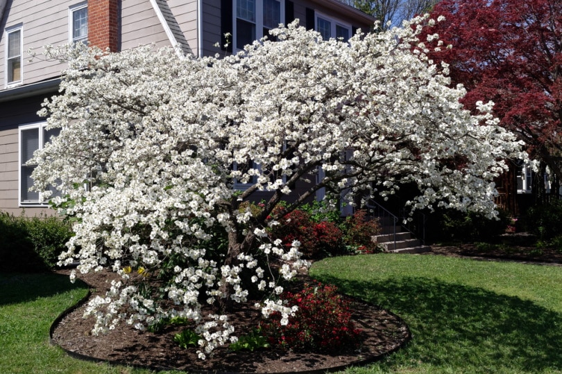 white dogwwod tree
