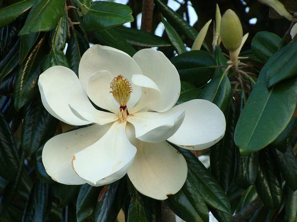 white magnolia tree flower blooming