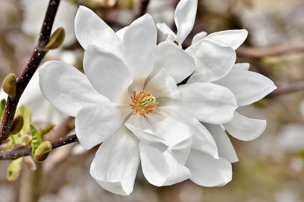 white magnolia tree flower