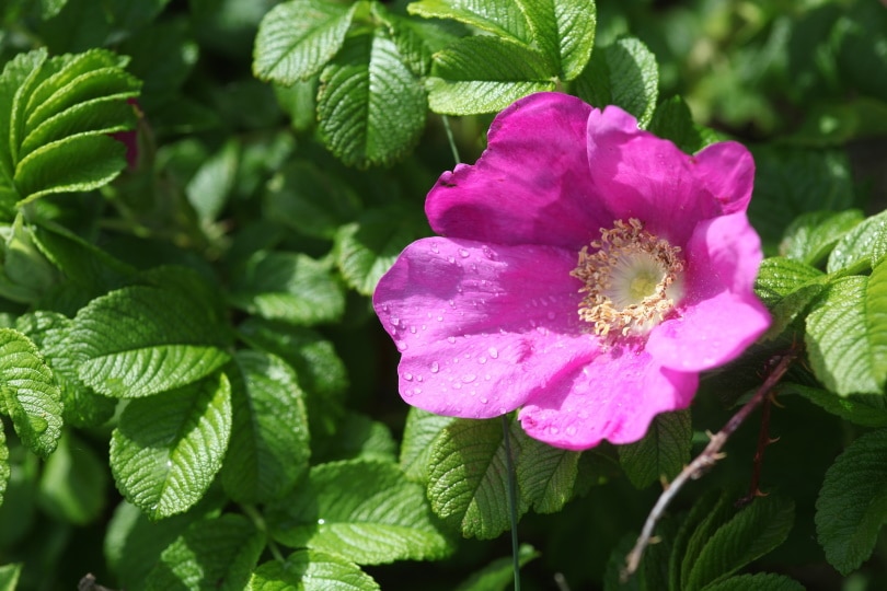 wild prairie rose
