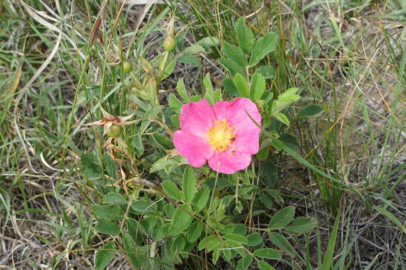 wild prairie rose