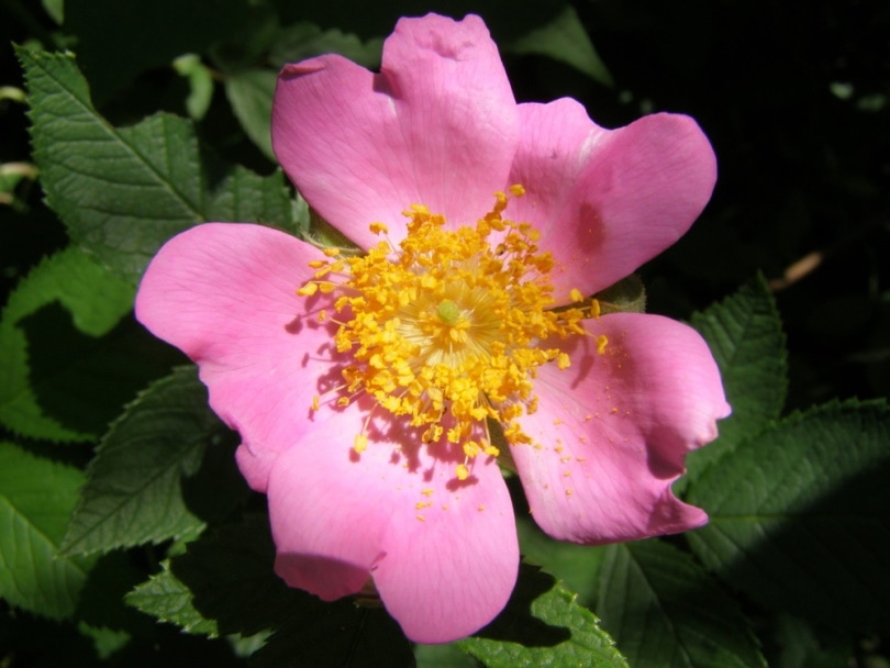 wild prairie rose