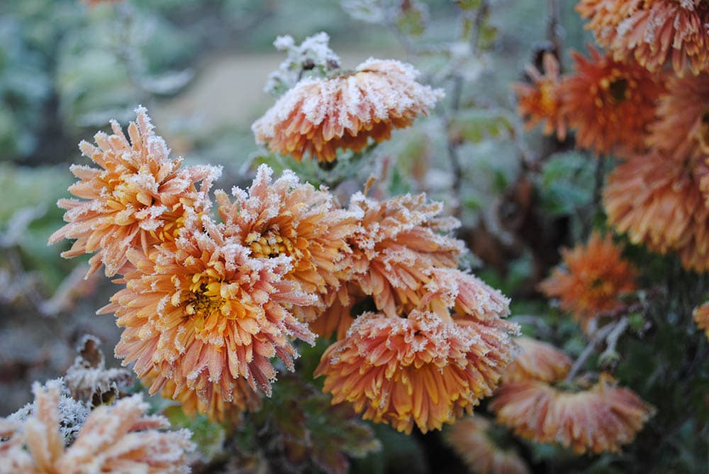 winter frost on orange flower plants