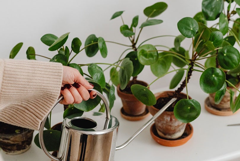 woman hand watering plants