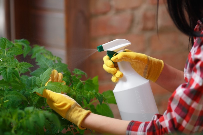 woman spraying on leaf