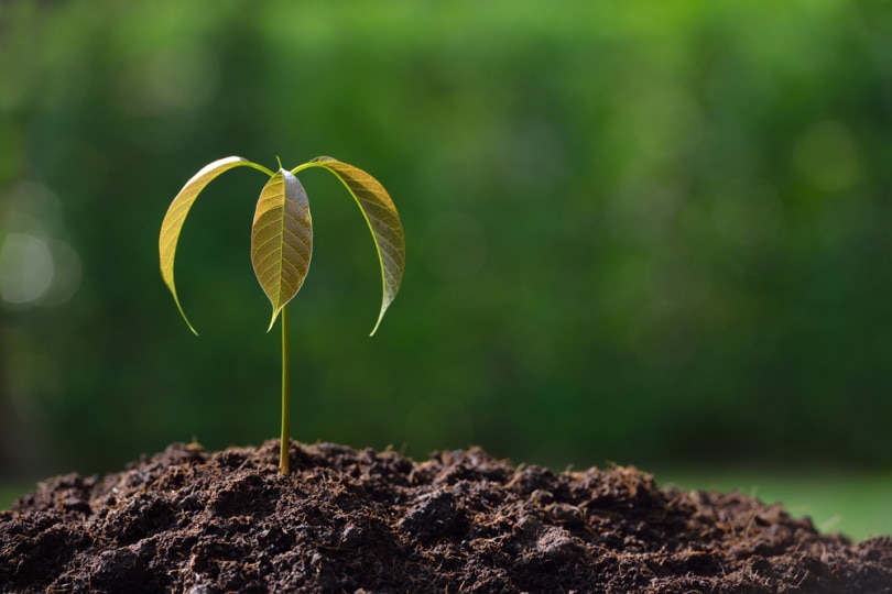 young mango plant