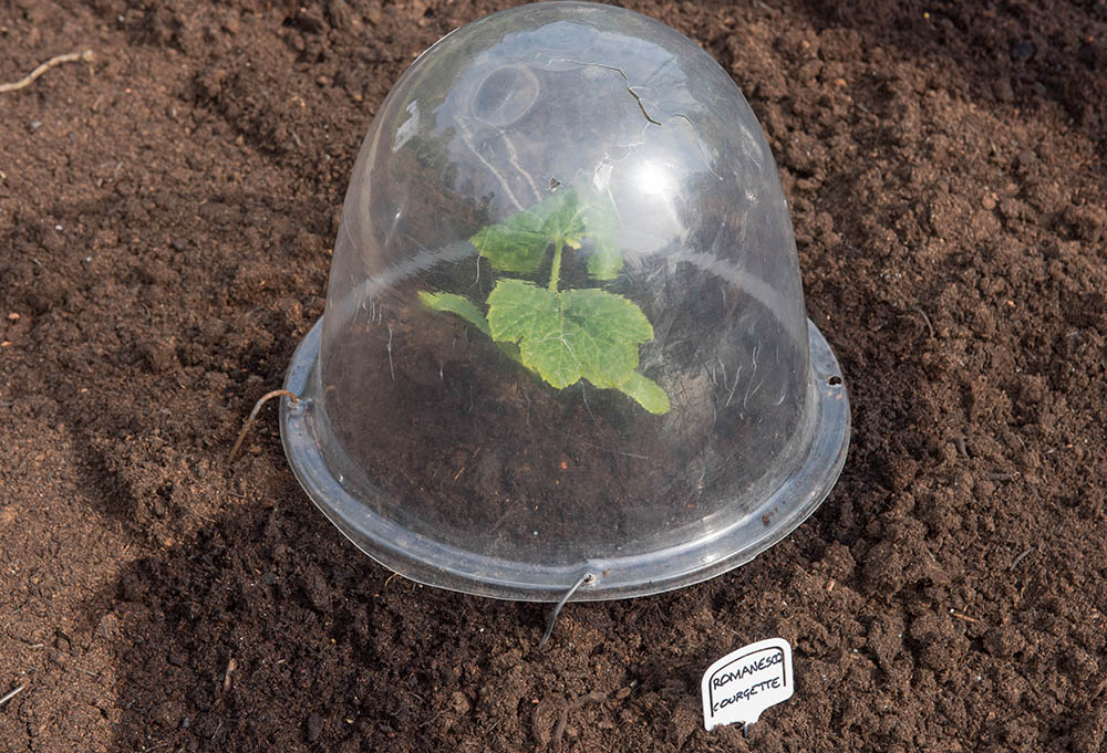 young plant covered with plastic cup