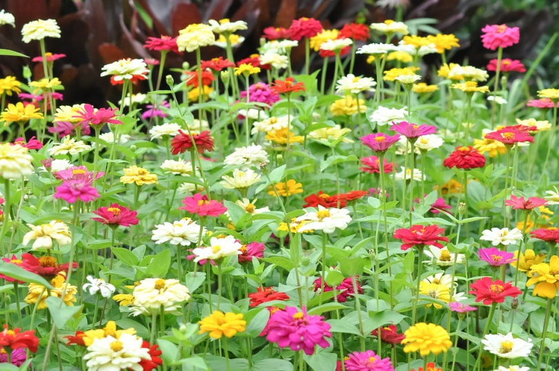 zinnia flowers