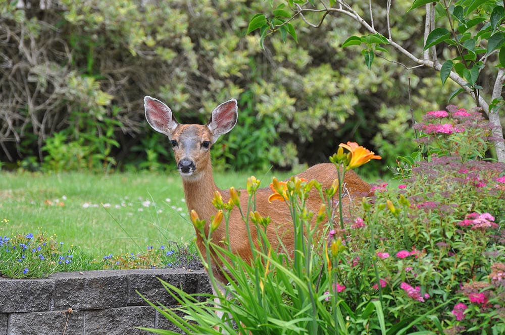 A deer in a garden