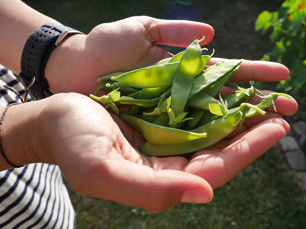 A handful of sugar snap peas