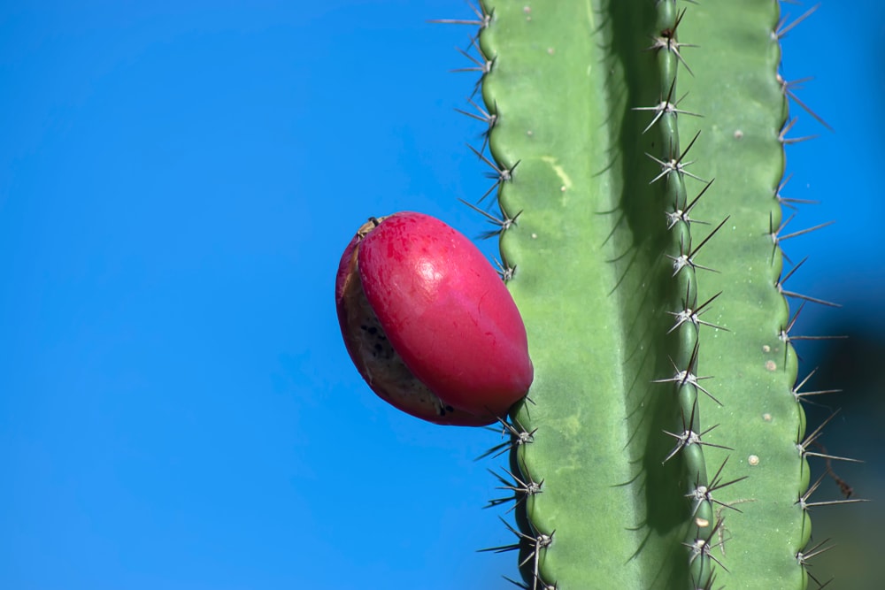 Aboriginal Prickly Apple cactus