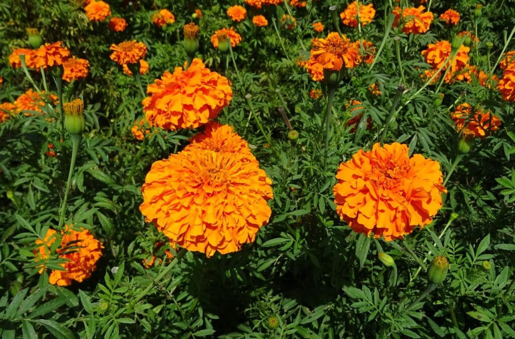 African Marigold