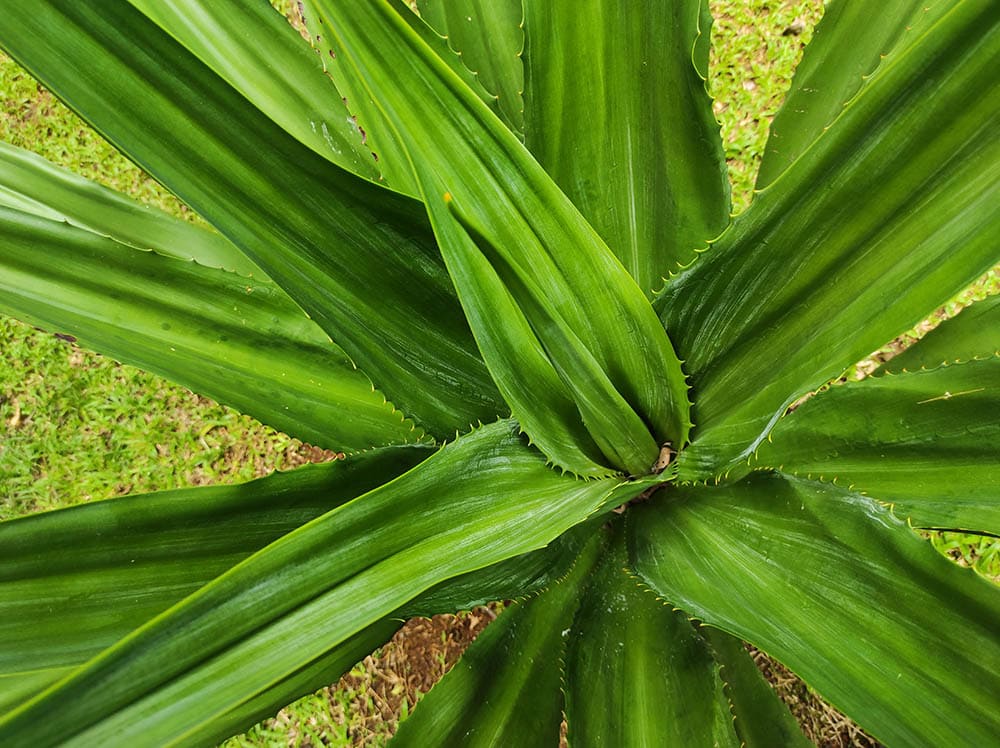 Agave thorny plant