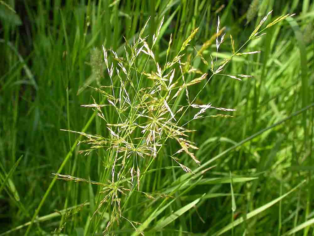 Agrostis stolonifera