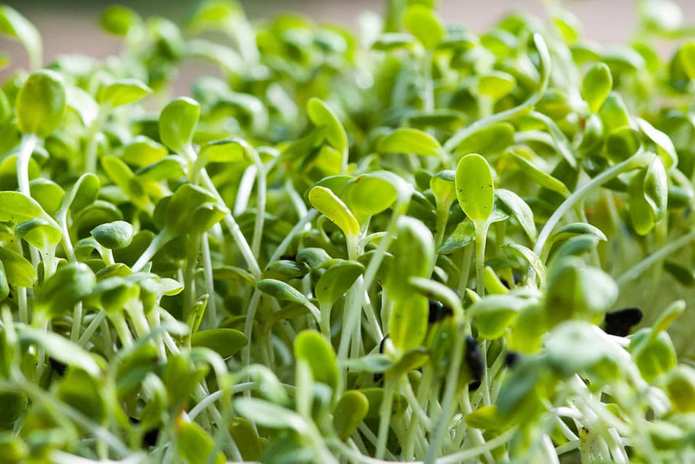 Alfalfa plant