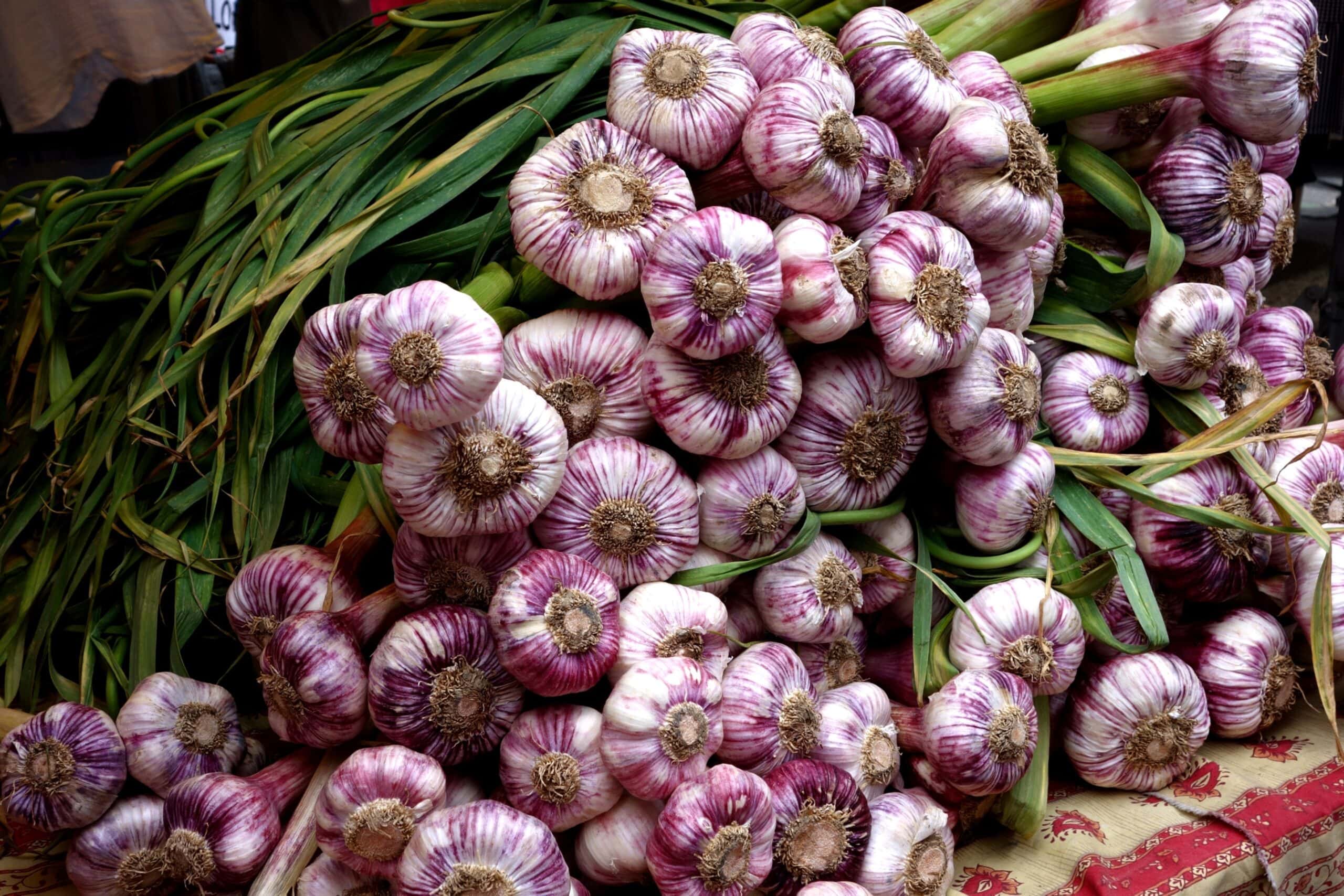 Allium sativum (Music Garlic)
